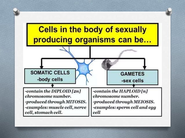 Cell determination and differentiation | PPTX | Genetics | Science