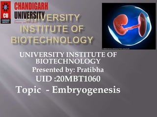 UNIVERSITY INSTITUTE OF
BIOTECHNOLOGY
Presented by: Pratibha
UID :20MBT1060
Topic - Embryogenesis
 