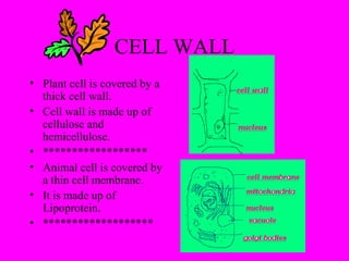 CELL WALL
• Plant cell is covered by a
thick cell wall.
• Cell wall is made up of
cellulose and
hemicellulose.
• ******************
• Animal cell is covered by
a thin cell membrane.
• It is made up of
Lipoprotein.
• *******************
 