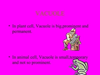 VACUOLE
• In plant cell, Vacuole is big,prominent and
permanent.
• In animal cell, Vacuole is small,temporary
and not so prominent.
 
