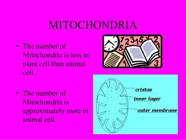 Cell Differences Plant Animal