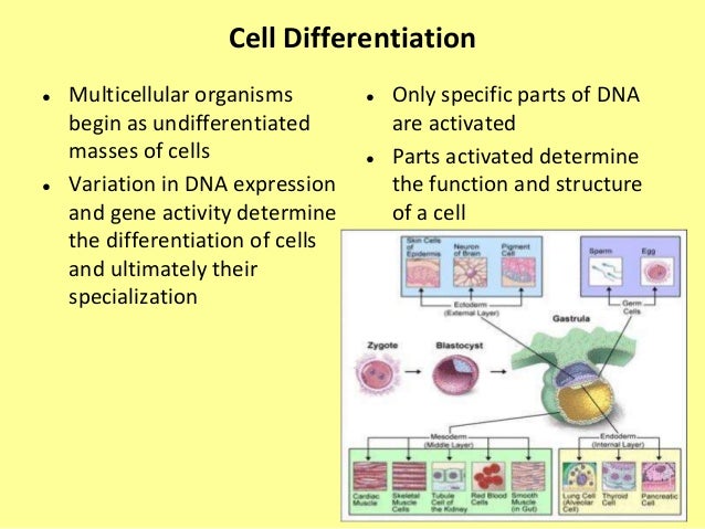 Cell differentiation
