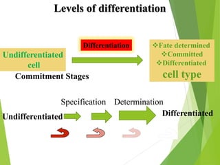 CELL DIFFERENTIATION.pdf a ppt on cell differentiation | PDF