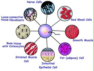 CELL DIFFERENTIATION.pdf a ppt on cell differentiation | PDF