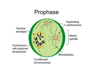 Prophase 