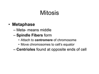 Mitosis Metaphase Meta- means middle Spindle Fibers  form Attach to  centromere  of chromosome Move chromosomes to cell’s equator Centrioles  found at opposite ends of cell 