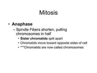 Mitosis Anaphase Spindle Fibers shorten, pulling chromosomes in half Sister chromatids  split apart Chromatids move toward opposite sides of cell ***Chromatids are now called chromosomes 