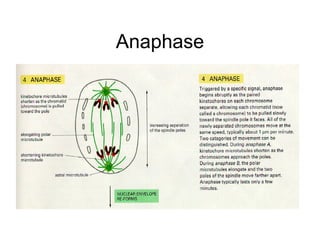 Anaphase 