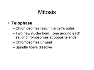 Mitosis Telophase Chromosomes reach the cell’s poles Two new nuclei form…one around each set of chromosomes at opposite ends Chromosomes unwind Spindle fibers dissolve 