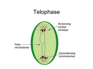 Telophase 