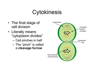 Cytokinesis The final stage of cell division Literally means “cytoplasm divides” Cell pinches in half The “pinch” is called a  cleavage furrow 