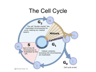 The Cell Cycle 