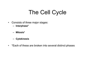 The Cell Cycle Consists of three major stages: Interphase* Mitosis* Cytokinesis *Each of these are broken into several distinct phases 