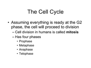 The Cell Cycle Assuming everything is ready at the G2 phase, the cell will proceed to division Cell division in humans is called  mitosis Has four phases Prophase Metaphase Anaphase Telophase 
