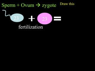 Sperm + Ovum  zygote
fertilization
23 23 46
zygote
46 46
46
46 46
46
46
46 46
46
46
4646
46
4646
46 46
46
46
46
46 4646
46
46
4646
46
46
46
46
46
46
464646
46
46
46 46 46
46
46 46 46
46
46
46
464646
46
46
46
4646
46
46 46
46
46
Draw this
 