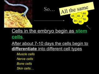 So…
Cells in the embryo begin as stem
cells
After about 7-10 days the cells begin to
differentiate into different cell types
Muscle cells
Nerve cells
Bone cells
Skin cells…
46
46
46 46
46
46
46
46
All the same
 