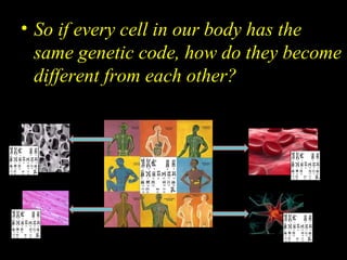 • So if every cell in our body has the
same genetic code, how do they become
different from each other?
 