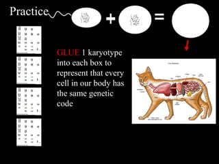 Practice
GLUE 1 karyotype
into each box to
represent that every
cell in our body has
the same genetic
code
 