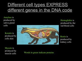 Different cell types EXPRESS
different genes in the DNA code
Renin is
produced by
kidney cells
Keratin is
produced by
cells skin
Myosin is
produced by
muscle cells
Hemoglobin is
produced by the
red blood cells
Amylase is
produced by
saliva gland
cells
Words in green indicate proteins
 