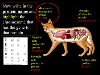 Stomach
cells
produce the
protein
PEPSIN
Kidney cells
produce
RENIN
Eye cells
produce the
protein
CRYSTALLIN
Muscle cells
produce the
protein
ACTIN
Intestinal
cells
produce the
protein
TRYPSIN
Now write in the
protein name and
highlight the
chromosome that
has the gene for
that protein
 