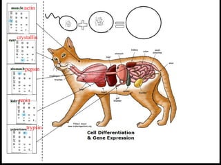 actin
crystallin
pepsin
renin
trypsin
 