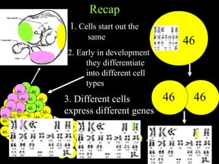 Recap
46
46 46
46
46 46
46
46
46 46
46
46
4646
46
4646
46 46
46
46
46
46 4646
46
46
4646
46
46
46
46
46
46
464646
46
46
46 46 46
46
46 46 46
46
46
46
464646
46
46
46
4646
46
46 46
46
46
46
46
46
46
4646
46
46
46
46
46
1. Cells start out the
same
2. Early in development
they differentiate
into different cell
types
3. Different cells
express different genes
 