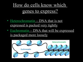 How do cells know which
genes to express?
• Heterochromatin – DNA that is not
expressed is packed very tightly
• Euchromatin – DNA that will be expressed
is packaged more loosely
 