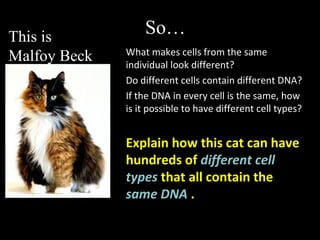 So…
What makes cells from the same
individual look different?
Do different cells contain different DNA?
If the DNA in every cell is the same, how
is it possible to have different cell types?
Explain how this cat can have
hundreds of different cell
types that all contain the
same DNA .
This is
Malfoy Beck
 