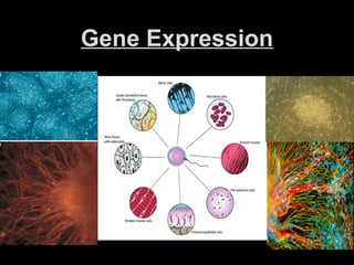 Gene Expression
 