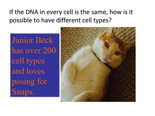 If the DNA in every cell is the same, how is it
possible to have different cell types?
Junior Beck
has over 200
cell types
and loves
posing for
Snaps.
 