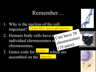 Remember…
1. Why is the nucleus of the cell
important?
2. Humans body cells have a total of ____
individual chromosomes or ___ pairs of
chromosomes.
3. Genes code for ______ which are
assembled on the ________
Contain DNA, directs cells activities
46
23
proteins
ribosomes
Cats have 38
chromosomes
(19 pairs)
 