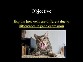 Objective
Explain how cells are different due to
differences in gene expression
 