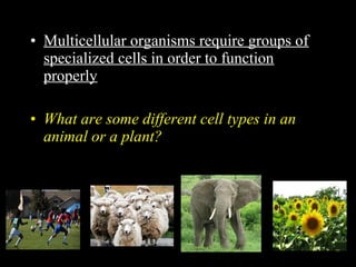 • Multicellular organisms require groups of
specialized cells in order to function
properly
• What are some different cell types in an
animal or a plant?
 