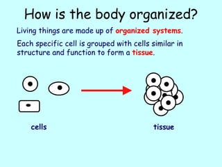 CELL DIFFRENTIATION.pptx