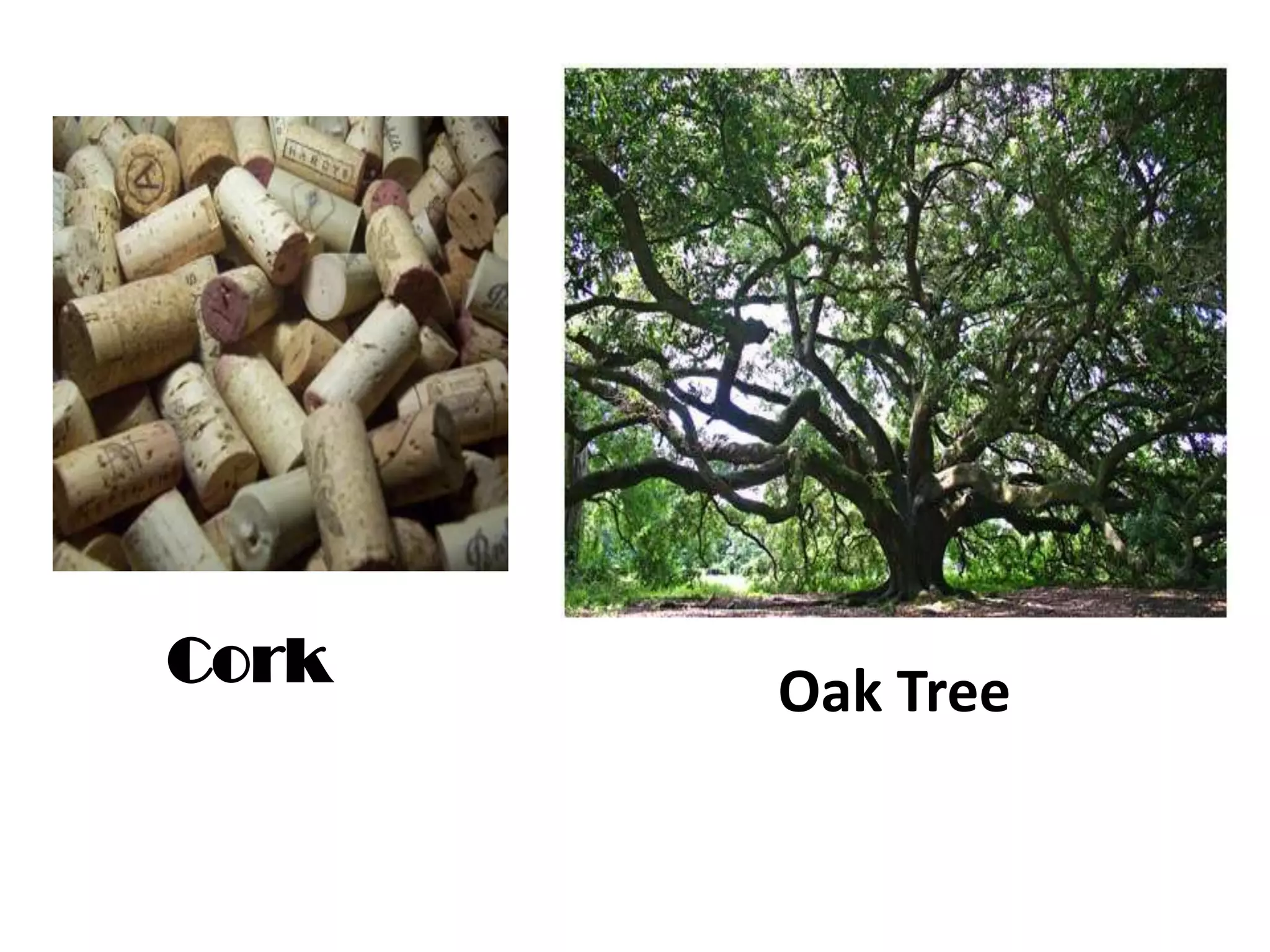 Cork   Oak Tree
 