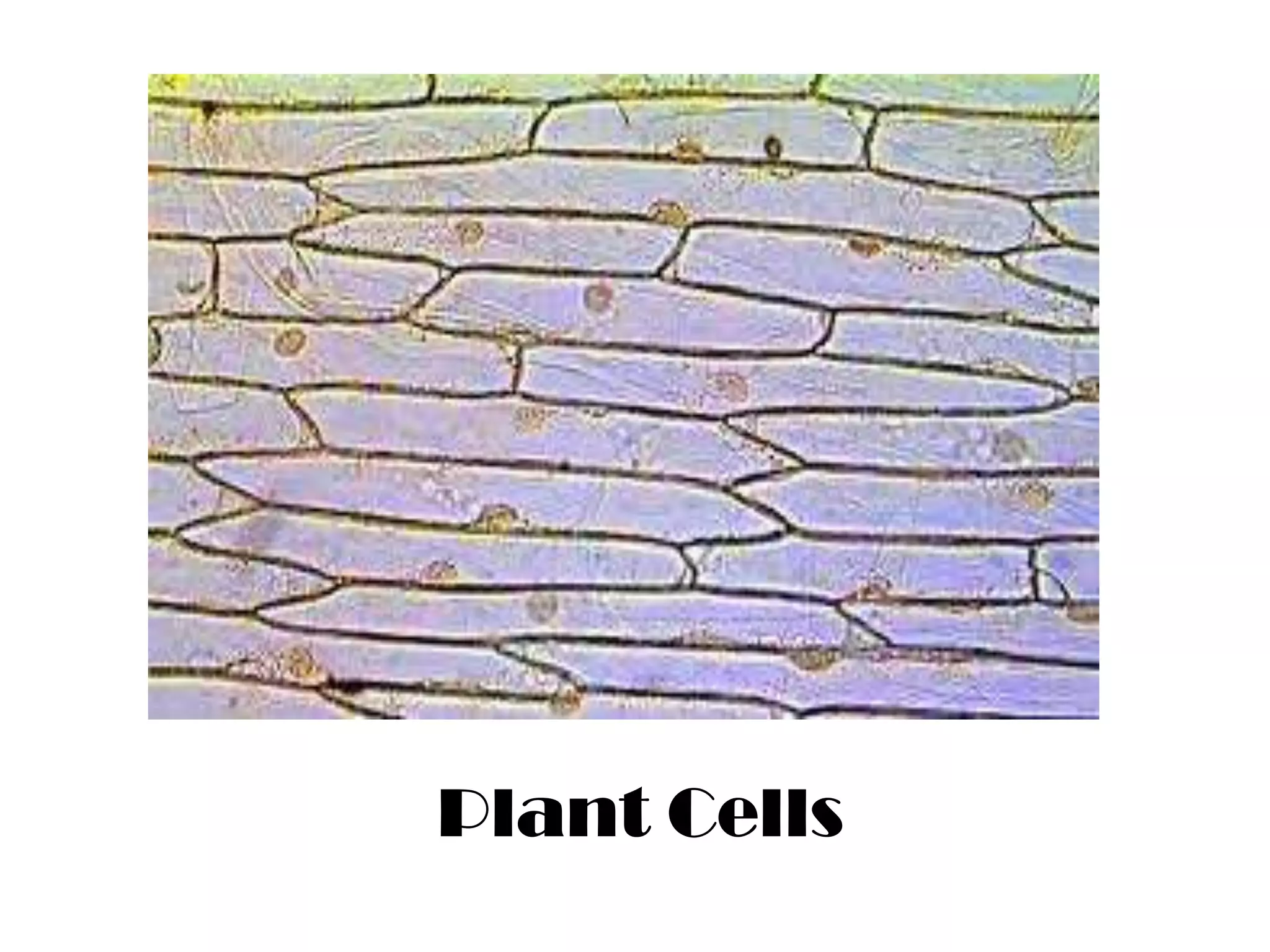 Plant Cells
 
