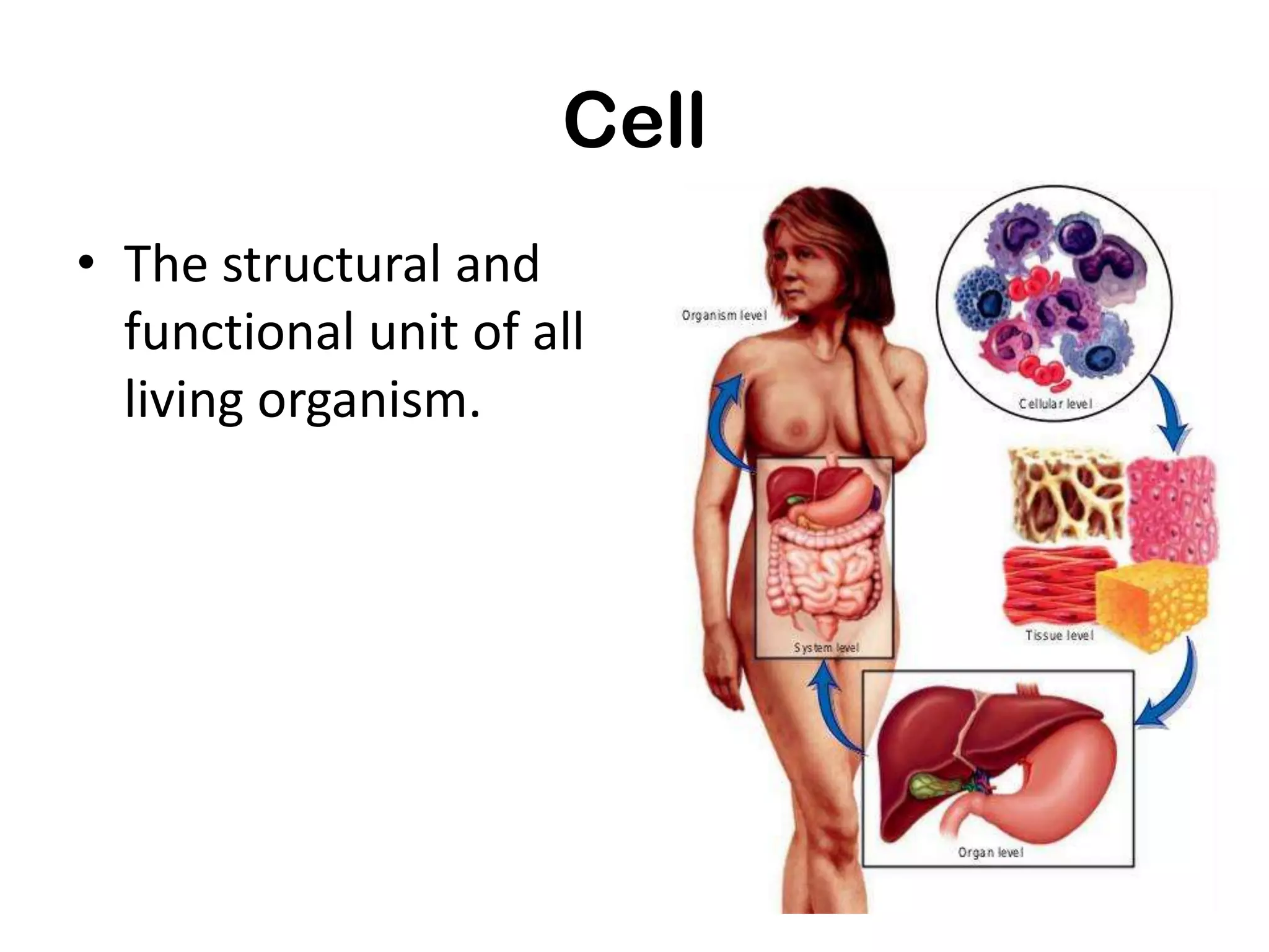 Cell
• The structural and
  functional unit of all
  living organism.
 
