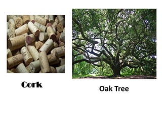 Cork   Oak Tree
 