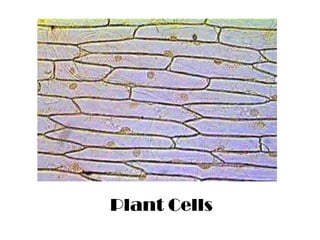 Plant Cells
 