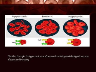 Cell disruption ppt | PPTX