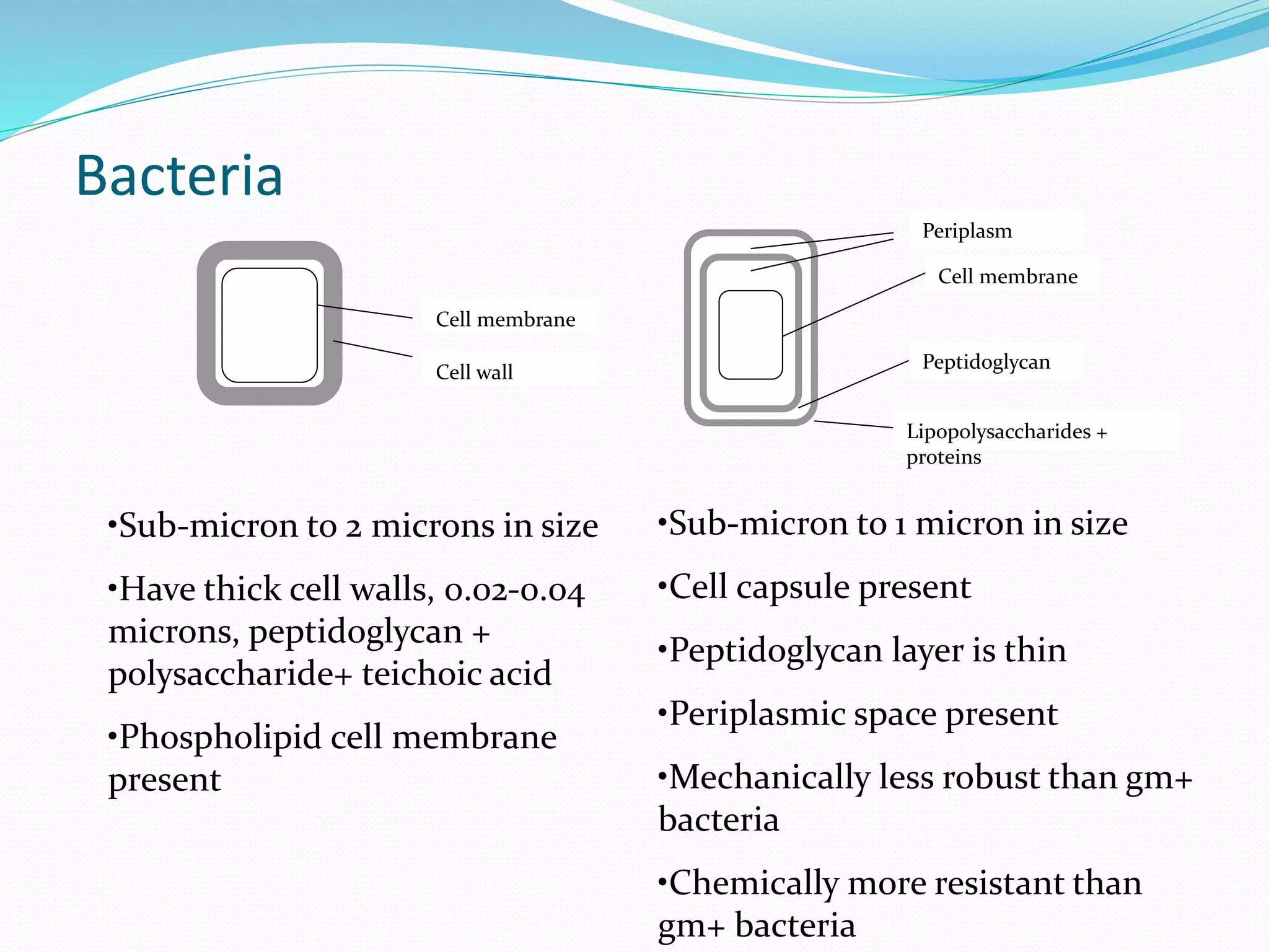 Bacteria
Cell membrane
Cell wall
Peptidoglycan
Cell membrane
Periplasm
Lipopolysaccharides +
proteins
•Sub-micron to 2 microns in size
•Have thick cell walls, 0.02-0.04
microns, peptidoglycan +
polysaccharide+ teichoic acid
•Phospholipid cell membrane
present
•Sub-micron to 1 micron in size
•Cell capsule present
•Peptidoglycan layer is thin
•Periplasmic space present
•Mechanically less robust than gm+
bacteria
•Chemically more resistant than
gm+ bacteria
 