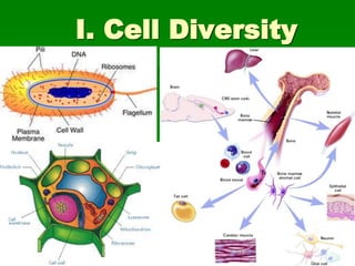 I. Cell Diversity
 