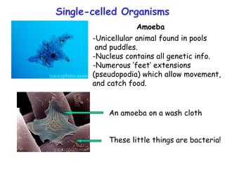 Amoeba ,[object Object],[object Object],[object Object],[object Object],An amoeba on a wash cloth These little things are bacteria! Single-celled Organisms 