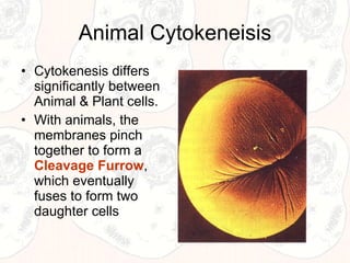 Animal Cytokeneisis Cytokenesis differs significantly between Animal & Plant cells. With animals, the membranes pinch together to form a  Cleavage Furrow , which eventually fuses to form two daughter cells  