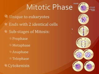 Mitotic PhaseUnique to eukaryotes Ends with 2 identical cells Sub-stages of Mitosis: ProphaseMetaphaseAnaphaseTelophaseCytokenisis