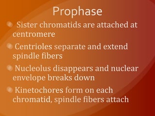 Prophase  Sister chromatids are attached at centromereCentrioles separate and extend spindle fibers Nucleolus disappears and nuclear envelope breaks downKinetochores form on each chromatid, spindle fibers attach
