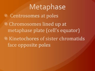 MetaphaseCentrosomes at poles Chromosomes lined up at metaphase plate (cell’s equator)Kinetochores of sister chromatids face opposite poles