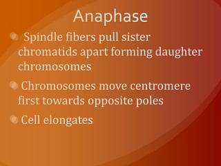 Anaphase  Spindle fibers pull sister chromatids apart forming daughter chromosomes Chromosomes move centromere first towards opposite poles Cell elongates