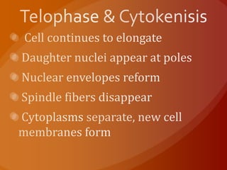 Telophase & Cytokenisis  Cell continues to elongate Daughter nuclei appear at poles Nuclear envelopes reform Spindle fibers disappearCytoplasms separate, new cell membranes form