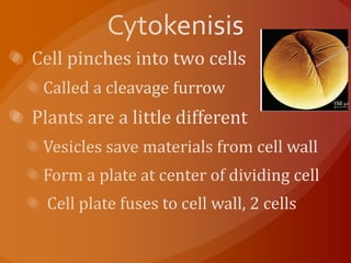 Cytokenisis  Cell pinches into two cells  Called a cleavage furrow  Plants are a little different Vesicles save materials from cell wall Form a plate at center of dividing cell  Cell plate fuses to cell wall, 2 cells